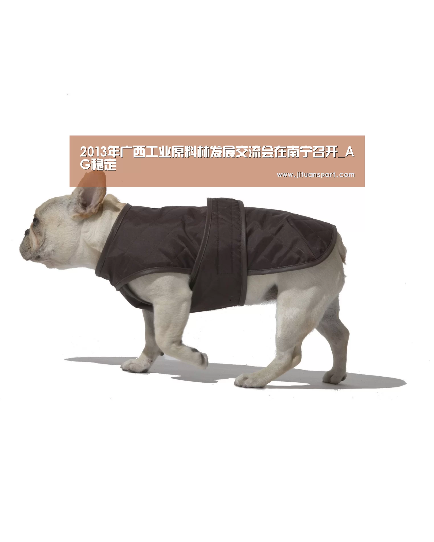 2013年广西工业原料林发展交流会在南宁召开_AG稳定